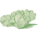 download Jersey Cabbage clipart image with 315 hue color