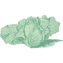 download Jersey Cabbage clipart image with 0 hue color