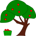 Apple Tree