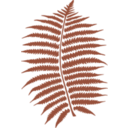 download Fern clipart image with 270 hue color