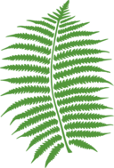 Fern