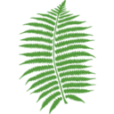 download Fern clipart image with 0 hue color