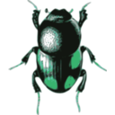 download Beetle Caccobius clipart image with 135 hue color