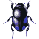download Beetle Caccobius clipart image with 225 hue color