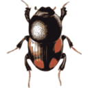 download Beetle Caccobius clipart image with 0 hue color