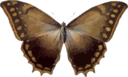 Morpho Theseus