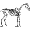 download Horse Skeleton clipart image with 45 hue color