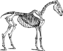 Horse Skeleton