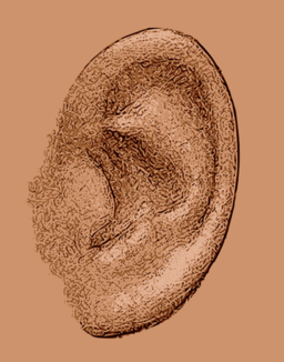 Das Menschliche Ohr Grafikstil