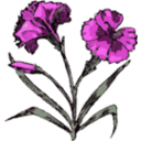 download Carnation clipart image with 315 hue color