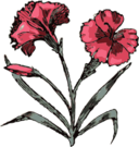 Carnation