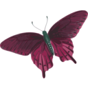 download Butterfly Papilio Philenor Top clipart image with 135 hue color