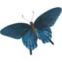 download Butterfly Papilio Philenor Top clipart image with 0 hue color