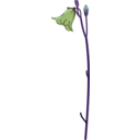 download Campanula clipart image with 180 hue color