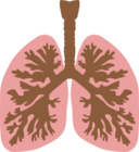 Lungs And Bronchus