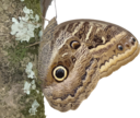 Caligo Beltrao