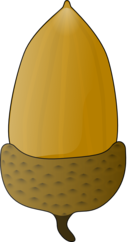 Acorn