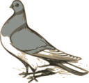 Pigeon Illustration