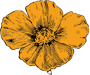 California Poppy