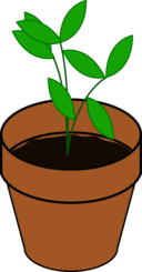 Plant Terracotta