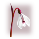 download Flowers Snowdrop clipart image with 270 hue color