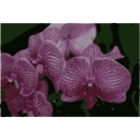 download Orchids clipart image with 0 hue color