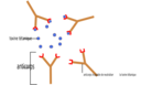 Anticorps Antigene