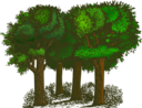 Colorized Group Of Trees