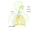 download Respiratory System clipart image with 45 hue color