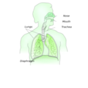 download Respiratory System clipart image with 90 hue color