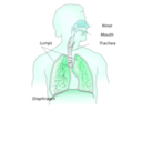 download Respiratory System clipart image with 135 hue color