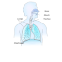 download Respiratory System clipart image with 180 hue color