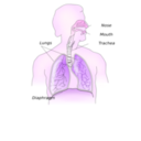 download Respiratory System clipart image with 270 hue color