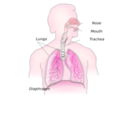 download Respiratory System clipart image with 315 hue color