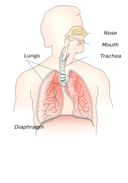 Respiratory System