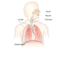 download Respiratory System clipart image with 0 hue color
