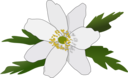 Anemone Nemorosa