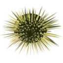 download Sea Urchin clipart image with 45 hue color