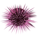 download Sea Urchin clipart image with 315 hue color