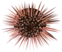 Sea Urchin