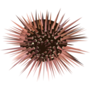 download Sea Urchin clipart image with 0 hue color
