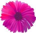 Flower Pink