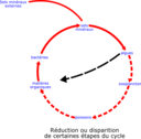 Eutrophisation Cycle