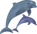 Dolphins Delfinai