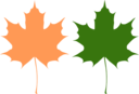 Maple Leaves