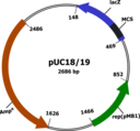 Plasmid Vector