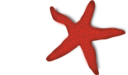 Red Starfish