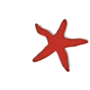 download Red Starfish clipart image with 0 hue color