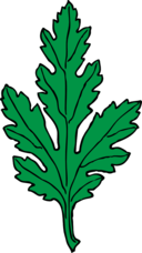 Chrysanthemum Leaf