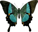 Papilio Buddha